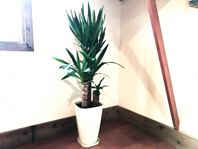 オフィスにおすすめの観葉植物と効果